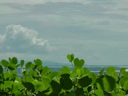 Behind mangroves the ocean crossed by jet-skis Stock Footage