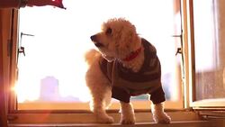 Small dog standing on window frame and waiting for a treat Stock Footage