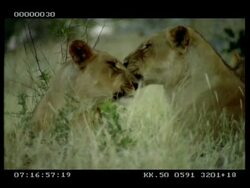 MCU 2 x lionesses grooming each other Stock Footage
