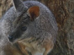 Kangaroo Stock Footage