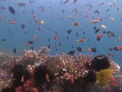 MS ZI Shot of Anthias on coral reef / Komodo,Indonesia   Stock Footage