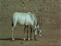 MS pair of Arabian Oryx, Oryx leucoryx, young males sparring, wild in Jiddat al Harasis desert, Oman Stock Footage
