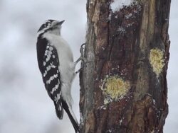 MS View of Female downy woodpecker (Picoides pubescens) pecks at homemade suet in hole in wooden feeder as falling snow blows by / Valparaiso, Indiana, United States Stock Footage