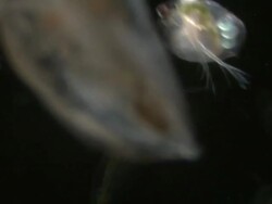 Endoscope view of Water fleas (Daphnia sp.). Sony PMW-EX3 Full HD video camera with endoscope, horizontal field of view is 3mm and slow motion at 60 fps. Stock Footage