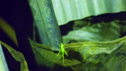 Grasshoppers are a popular crunchy treat in Uganda  News Clip
