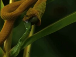 Medium Shot Pan Right Pan Left Slow Motion - Yellow eyelash viper eating a frog / Costa Rica Stock Footage