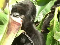A gorilla eating while another one observes him Stock Footage