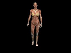 Muscular structure female walking Stock Footage