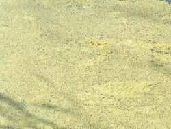 texture swamp Stock Footage