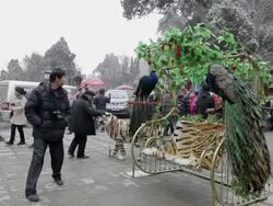 MS Peacock use for joint photo with tourist at temple fair during chinese spring festival / tongchuan, shaanxi, china Stock Footage