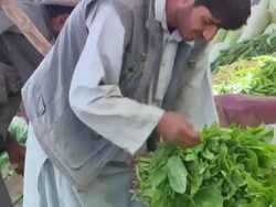 MS TU ZO Vendor cleaning leafy product in market / Kabu,Kabul,Afghanistan Stock Footage