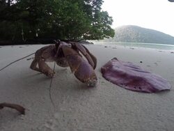 Hermit crabs Stock Footage