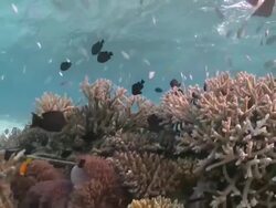 Tourist swims over several Blackfooted Anemonefish with Sea Anemone in Artificial Reef, Baa Atoll, The Maldives Stock Footage