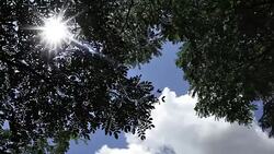 sun through branches Stock Footage