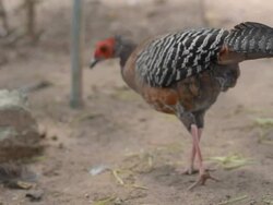 Siamese fireback walk out Stock Footage