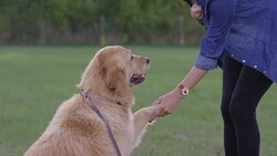 Learning Obedience Stock Footage