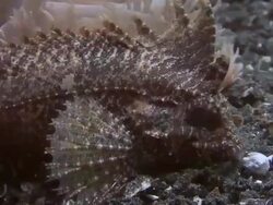 Waspfish Hunting Stock Footage