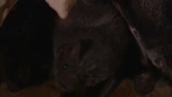 Vampire bats hang upside down in a dark cave in Belize. Stock Footage