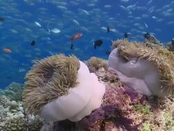 Pair of magnificent Sea Anemones on reef with schools of Anthias and Chromis, school of Bigeye Trevallies in background, Vaavu Atoll, The Maldives Stock Footage