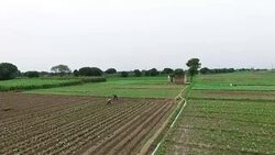 Cauliflower crop Plantation elevated view Stock Footage