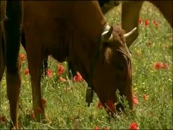 Cattle grazing in meadow, Alcaucin, Malaga, Andalusia, Southern Spain. Retinta cattle: They are an endemic Spanish breed used for the last 2000 years or more and found through the southern provinces of Extremadura and Andalucia. Stock Footage