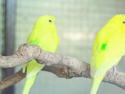 Green Budgie Stock Footage