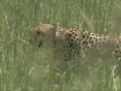 Cheetah (Acinonyx jubatus) walking through long grass, Kenya, Africa Stock Footage