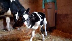 VOICED : Nace ternero de dos cabezas en Marruecos News Clip
