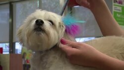 Pets mark the spring break in seasonal colours News Clip
