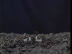 T/L - BCU of Mushrooms emerging from soil and growing Stock Footage