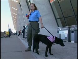 Pet dog Ratchet arrives in US after rescue by soldier in Iraq News Clip