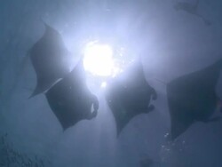  MS Shot of Manta ray chain / Hanifaru, Baa Atoll, Maldives    Stock Footage