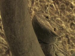 PAL: Bearded Dragon Stock Footage