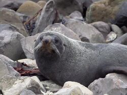 New Zealand Fur Seal Stock Footage