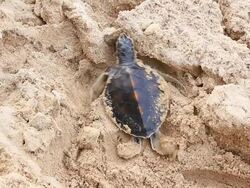 Little turtle clamber sand on the beach Stock Footage