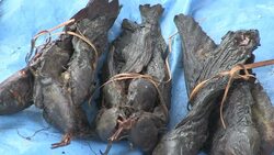 CLEAN : In small DRC village residents change habits to conquer Ebola News Clip