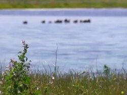 MS Shot of Marsh with birds / Werribee, Victoria, Australia Stock Footage