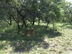 Cheetah on the Prowl Stock Footage