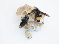 Macro of wasp Stock Footage