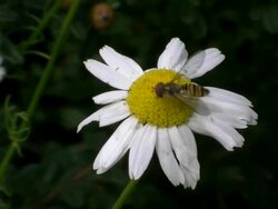 Hoverfly Horse fly on daisy Stock Footage
