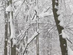 HD: Snow covered forest Stock Footage