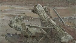 Dead tree roots and debris litter a clear cut area after deforestation in Brazil. Stock Footage