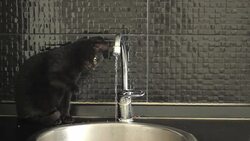 black cat Stock Footage