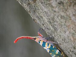 Fulgora candelaria Linnaeus Stock Footage