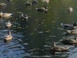 Ducks in a pond. Stock Footage