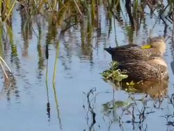 Teal Ducks Sleeping in Blue Water With Green Reeds Stock Footage