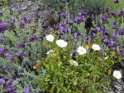 MS Shot of Topped lavender ( Lavendula stoechas ) and Rock rose ( Cistus ) / Saint Florent, Corsica, France Stock Footage