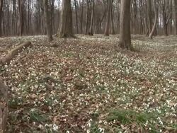 HD: Spring forest Stock Footage