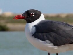 Laughing Gull Close Up Stock Footage