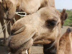 Camel's face Stock Footage